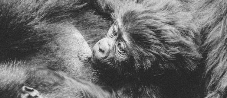 Mountain gorilla Bwindi Impenetrable Forest Uganda Mubare family group conservation success story Uganda