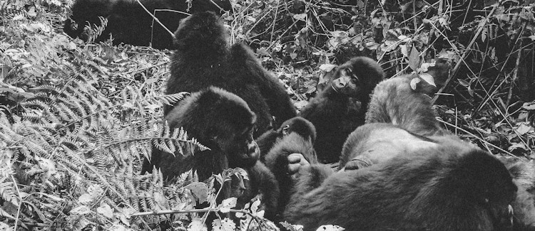 Mubare gorilla family Bwindi Uganda 18 members peak Ruhondeza sleepy fellow alpha silverback Kanyonyi