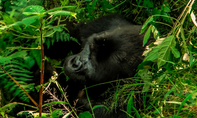 Uganda Pearl of Africa Bwindi Impenetrable Forest mountain gorillas Clouds Mountain Lodge Rwanda Parc des Volcans