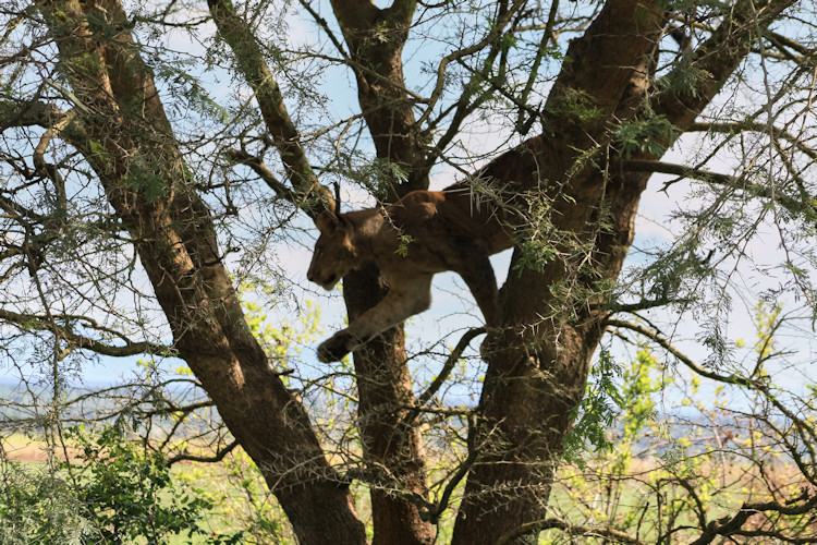 Uganda safari lion Queen Elizabeth National Park tree-climbing lions savannah wildlife tours