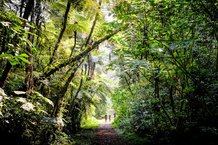 Mountain gorillas Bwindi Impenetrable National Park Uganda UNESCO World Heritage gorilla trekking permit