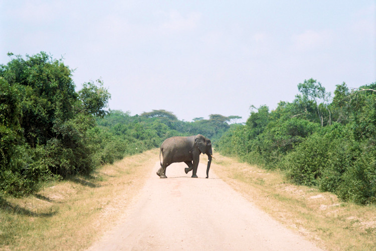 Queen Elizabeth National Park Uganda elephants tree-climbing lions Kazinga Channel safari savannah