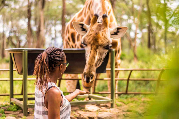 what-to-do-in-nairobi-2.jpg Visitors interacting with giraffes at the Giraffe Centre in Nairobi.