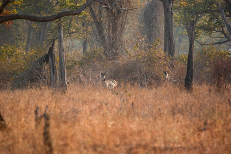 zambia-travel-bucket-list-3.jpg Exploring the wildlife in South Luangwa National Park, a prime destination for walking safaris.