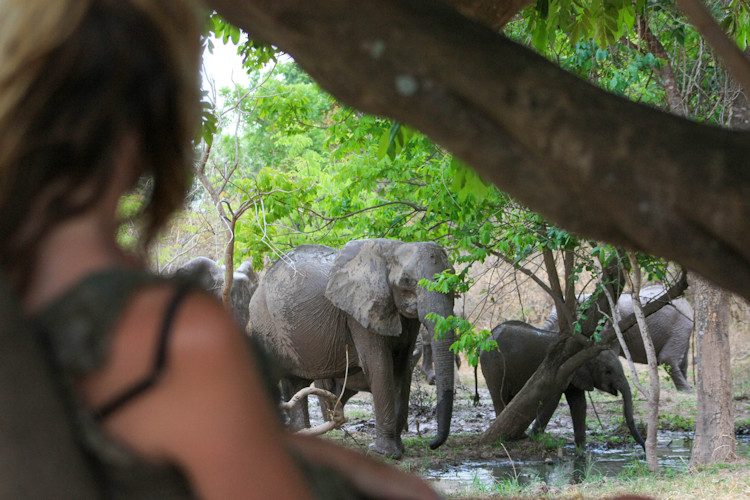 zambia-travel-bucket-list-5.jpg A safari experience in Busanga Plains, Kafue National Park, showcasing diverse wildlife.