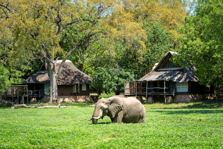 Mfuwe Lodge South Luangwa elephants reception leopard sightings photographer paradise Zambia