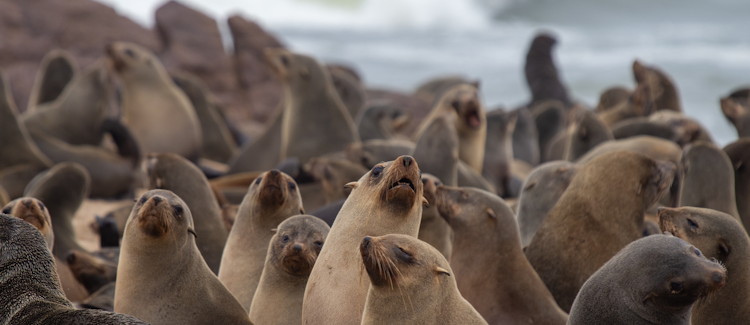 Cape Cross Namibia largest Cape fur seal colony world November December breeding Atlantic Ocean Skeleton Coast
