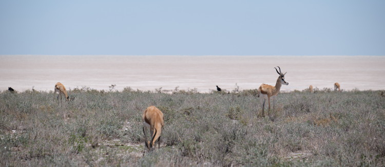 Etosha National Park Namibia 22000km² salt pan Big Five black rhino endemic waterhole game viewing
