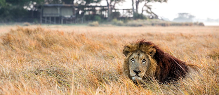 Kafue National Park Zambia largest national park Busanga Plains lion leopard cheetah buffalo antelope