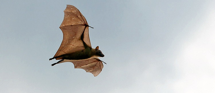 Kasanka National Park Zambia 10 million straw-coloured fruit bats November December migration Wasa Lodge