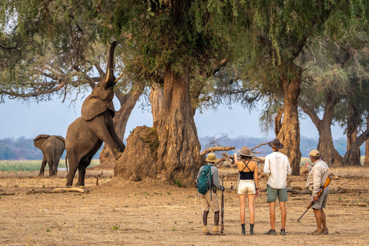 Pristine wilderness scenic beauty Mana Pools floodplains woodlands Zambezi River UNESCO Zimbabwe
