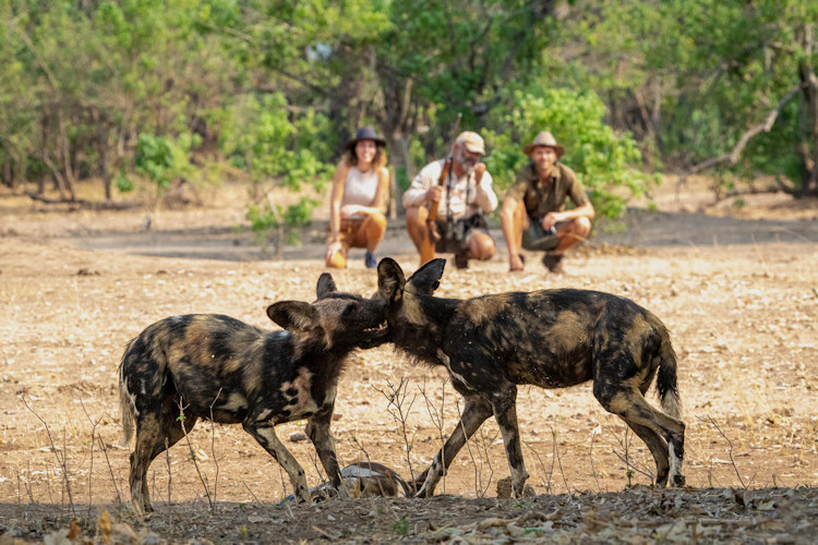 Abundant wildlife Mana Pools elephants lions leopards wild dogs buffalo Zambezi River Zimbabwe