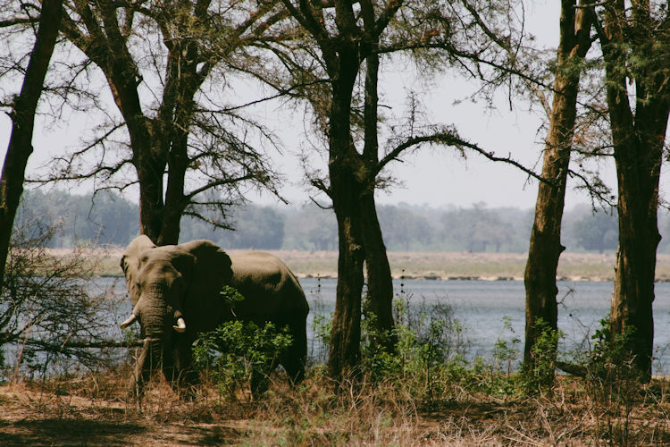 Majestic Zambezi River natural beauty dramatic gorges lush vegetation elephants hippos Victoria Falls