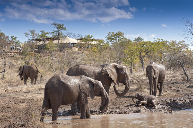 The Elephant Camp Zambezi National Park eco-friendly elephant interactions plunge pool Zambezi Gorge mist