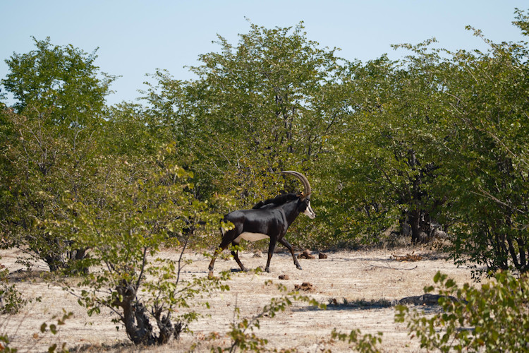 Wildlife comparison Hwange Kruger elephants Big Five wild dogs lions leopards cheetah safari