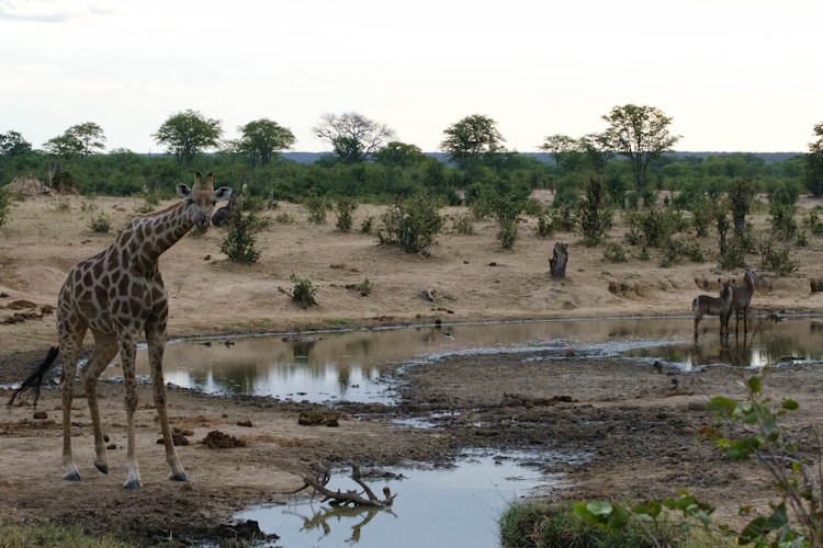 Safari experience Hwange walking safari star bed Kruger game drives night camping stargazing