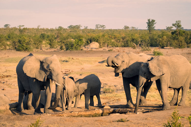 A couple sits in a safari vehicle, watching majestic elephants against the backdrop of a stunning sunset in Zimbabwe. This romantic scene captures the essence of a Zimbabwe honeymoon safari, showcasing the breathtaking beauty of Hwange National Park or Mana Pools National Park.