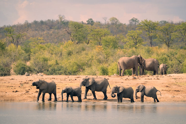 A serene scene at dusk in Hwange National Park, where a group of elephants gathers around a waterhole, their silhouettes reflecting the warm colors of the sunset. This picturesque moment captures the stunning beauty of Zimbabwe's wildlife, perfect for a memorable Zimbabwe honeymoon safari.