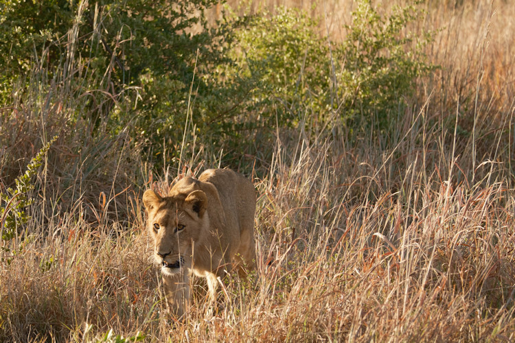 Zimbabwe safari diverse wildlife Big Five elephants lions leopards southern Africa national parks