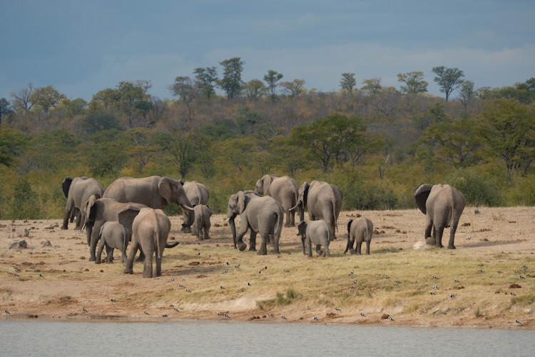 Zimbabwe national parks Hwange Mana Pools Gonarezhou Matusadona landscapes wildlife overview
