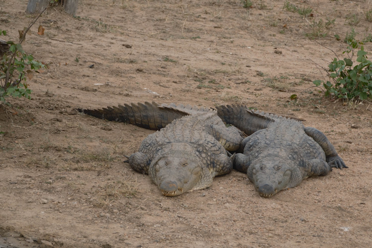 Combining Zimbabwe safari destinations Botswana Chobe South Africa Kruger Mozambique Gonarezhou