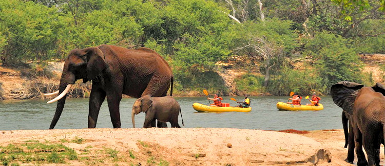 Zambezi sundowner cruise gin tonic Zambezi lager upper Zambezi hippo elephant riverbank sunset