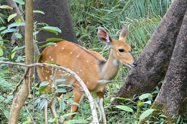 Safari Victoria Falls Zambezi National Park Chobe elephants lions bird watching 450 species Zimbabwe
