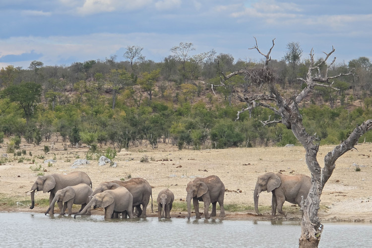 Wildlife safari Zimbabwe Hwange National Park elephants Mana Pools walking canoe game drives