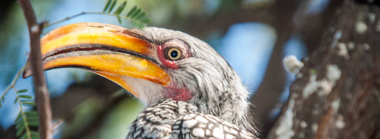 Botswana Bird Pictures