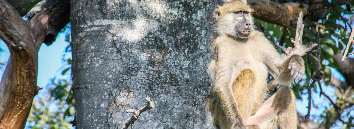 Botswana Wildlife Pictures