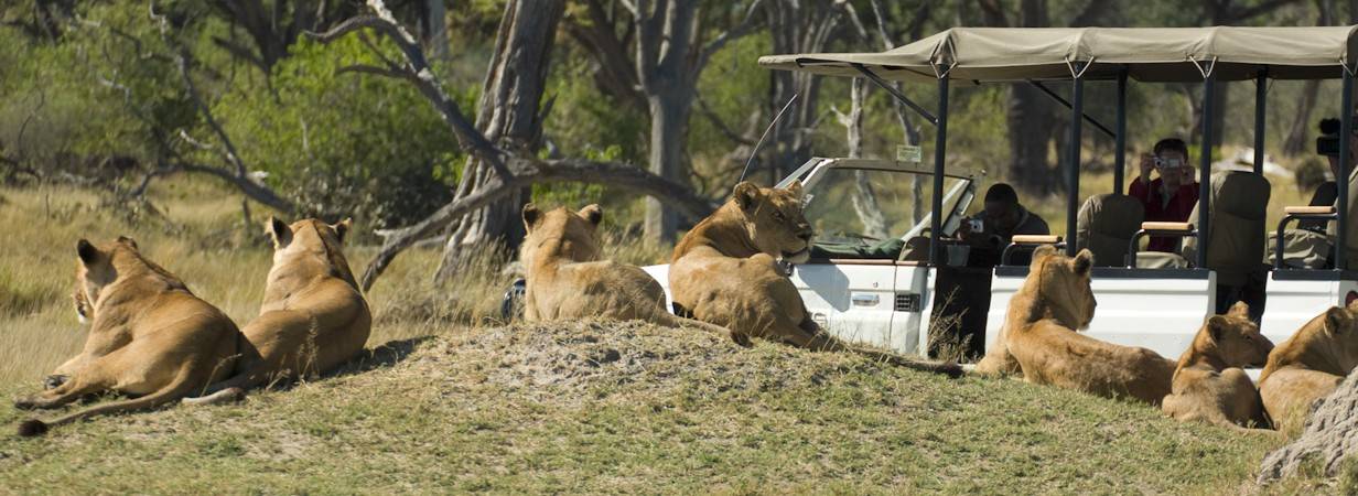 Camp Moremi