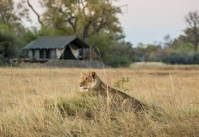 Wildlife sightings from camp