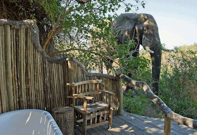 A private moment interupted by a elephant