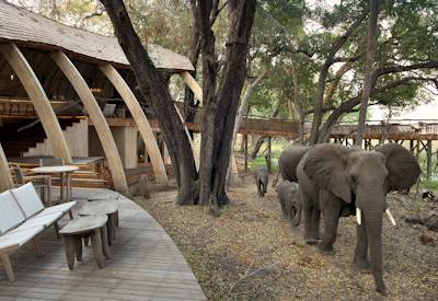 Okavango Delta elephants visiting