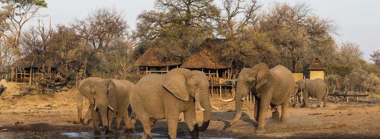 Savuti Camp