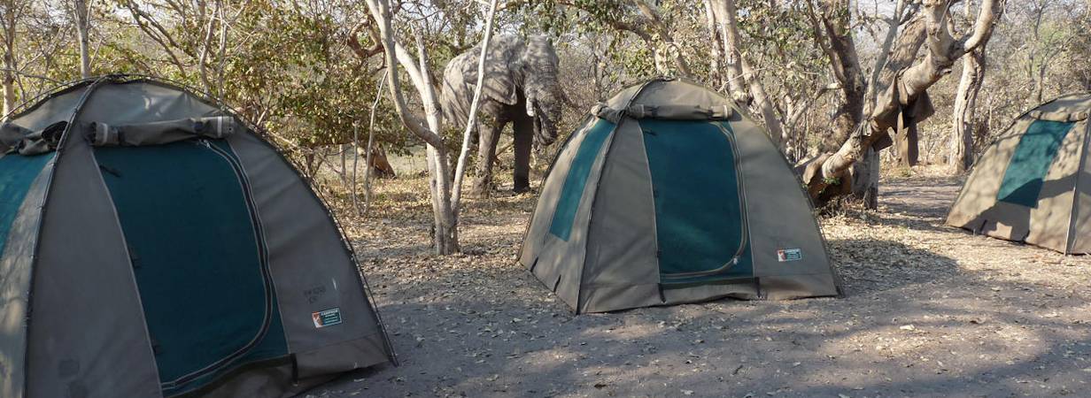 Botswana Elephant Safari