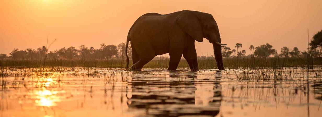 Discover Botswana Wildlife Safari