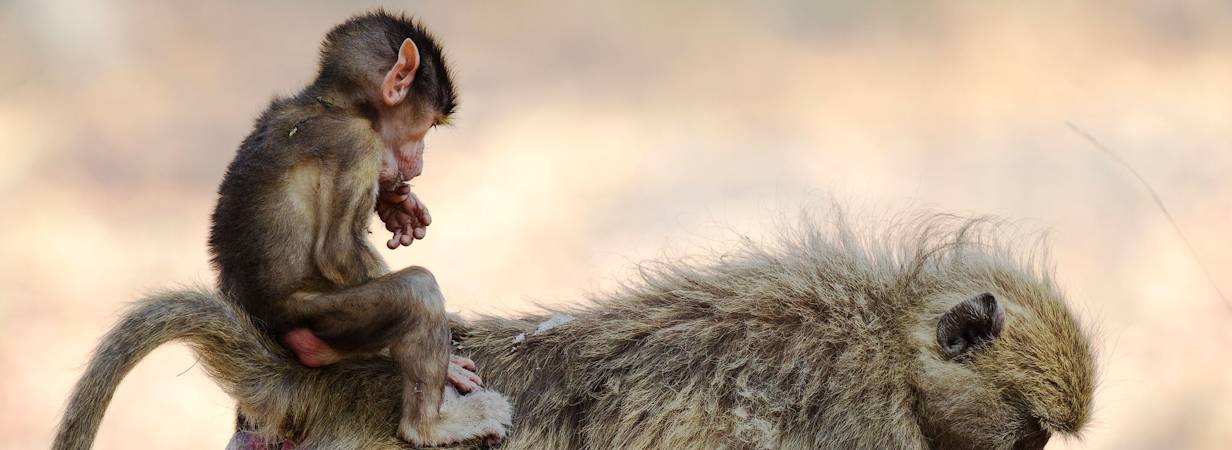 Okavango And Kalahari Family Safari