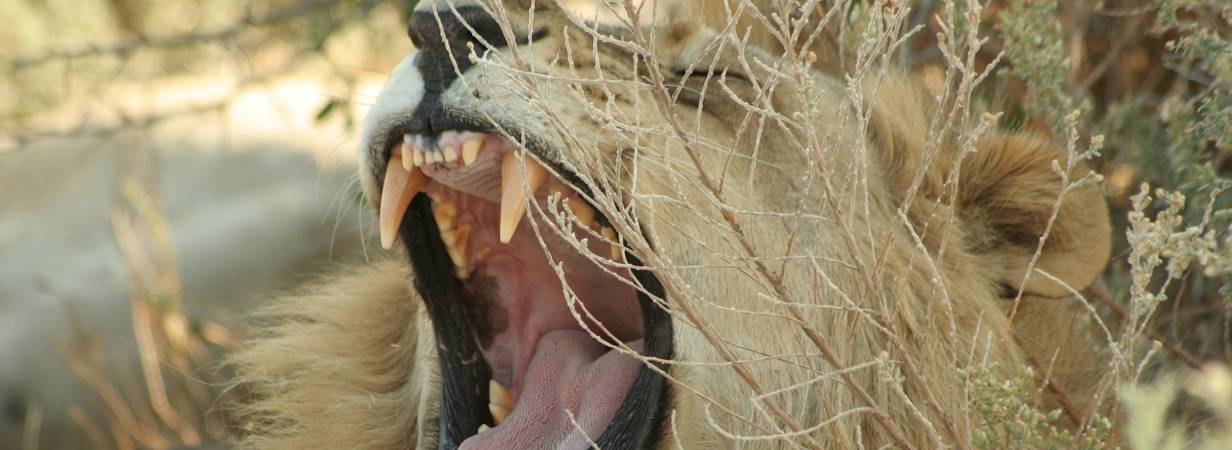 Trans Kalahari Safari