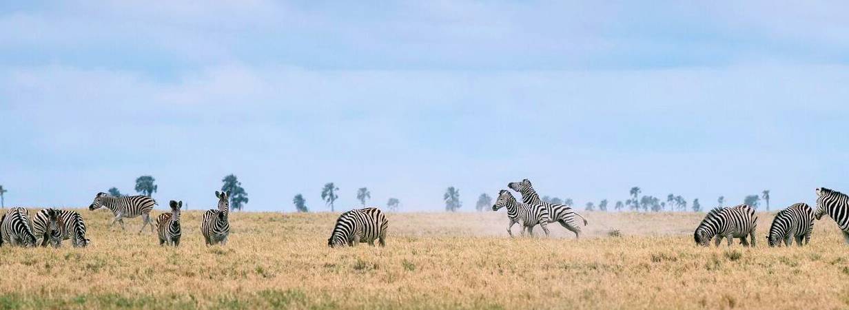 Tsodilo Hills Safari