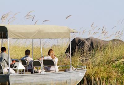 Elephant safari sightings
