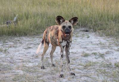 African wild dog Khwai Conservation Area Moremi border Botswana Adventure Safari budget