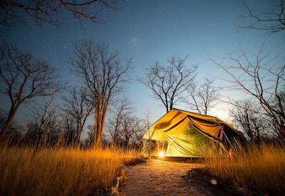 Ancient baobabs under stars Savuti Chobe National Park Botswana Baobabs Safari