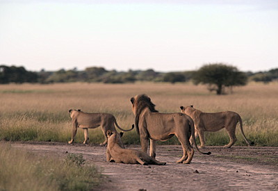 Central Kalahari Game Reserve Deception Valley Kalahari Plains Camp sky bed Botswana