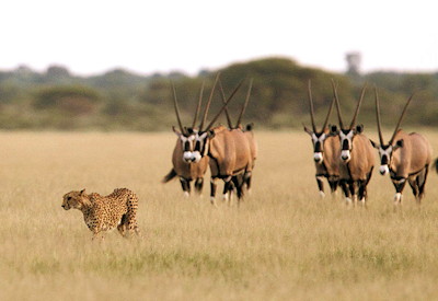 Lion leopard oryx springbok Pipers Pan Central Kalahari Game Reserve Botswana safari