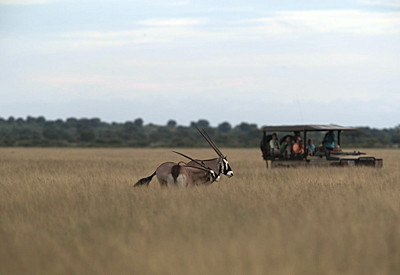 Gemsbok oryx Central Kalahari Game Reserve Botswana Blooming Desert Safari mobile