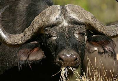 Wild bush lunch Moremi Game Reserve Botswana Buffalo Safari semi-participation camping