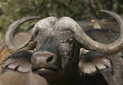 Wild camping private designated campsite Moremi Game Reserve Botswana Buffalo Safari