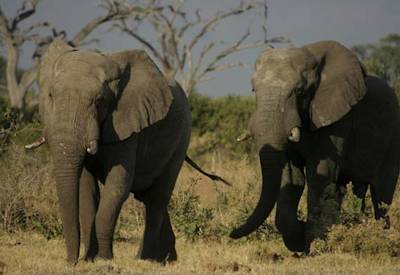 Camping under African stars Moremi Savuti Chobe Botswana Buffalo Safari semi-participation