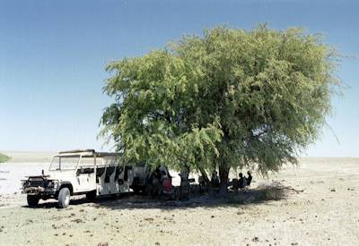 Lion leopard wild dog elephant Moremi Savuti Chobe Botswana Buffalo Safari camping